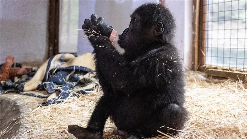 Zeytin le bébé gorille restera en Turquie après un test ADN