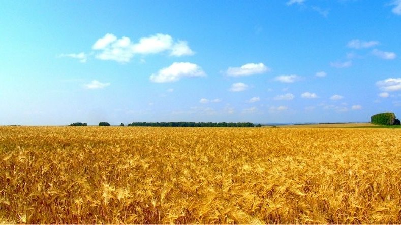 La Turquie accueillera des pourparlers quadripartites entre la Russie, l'Ukraine et l'ONU sur les céréales