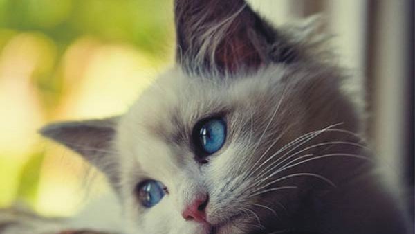 Turquie : prison ferme pour un étudiant qui avait torturé un chat