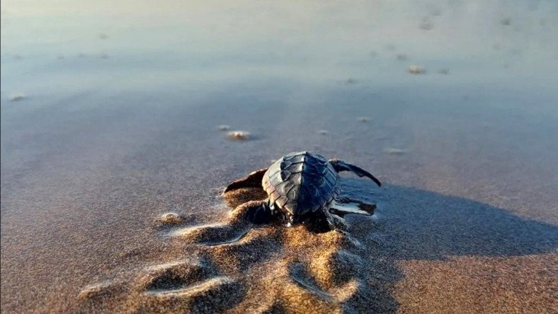 Mesure de protection des tortues de mer