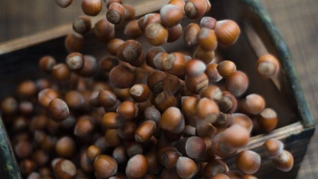 Les punaises brunes en Turquie menacent l'approvisionnement mondial en noisettes