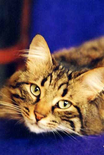 Animaux de compagnie : tête de Turc chez les Grecs