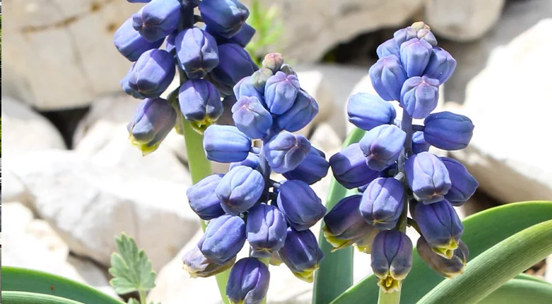 Découverte de nouvelles espèces de plantes herbacées dans le nord-est de la Turquie