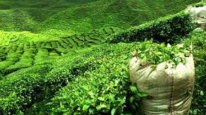 Les allemands aiment le thé turc