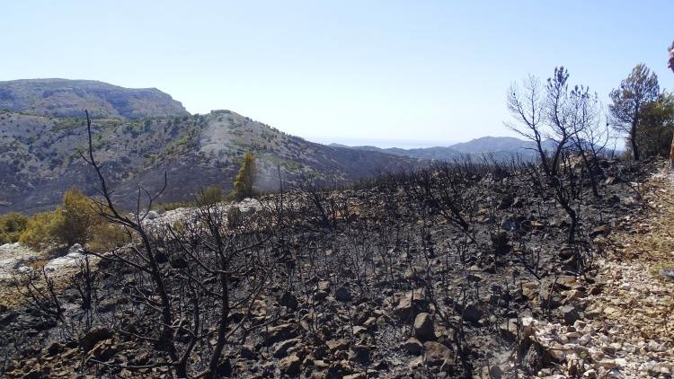 La municipalité d'Izmir lancera une campagne de reboisement dans les zones brûlées