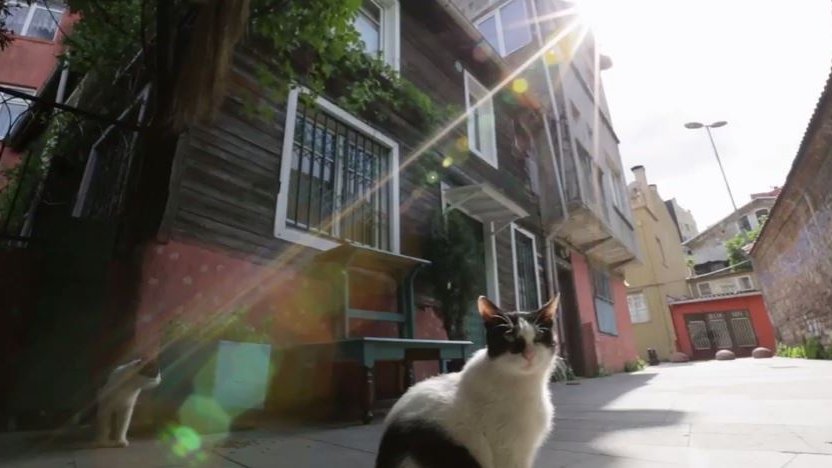 Un documentaire sillonne Istanbul à hauteur de chat