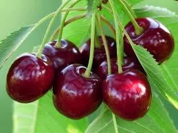 L'industrie des cerises en Turquie prévoit une croissance sur le marché chinois