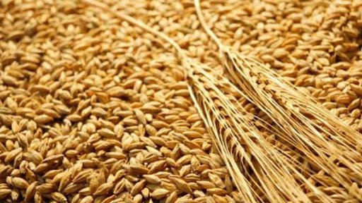 La Turquie achète provisoirement environ 175 000 tonnes de blé dans le cadre d'appels d'offres