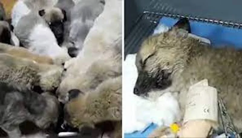 Turquie : 63 chiots sauvés d'une mort certaine