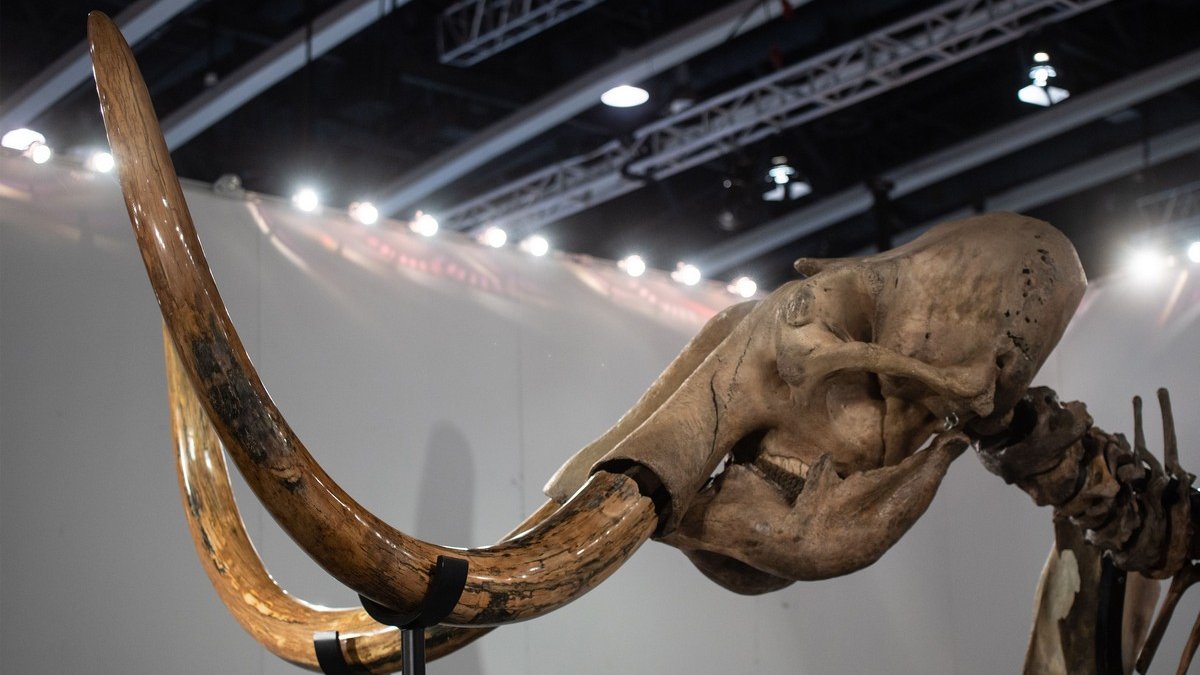 Les restes d'un mammouth laineux vieux de 28 000 ans exposés en Turquie