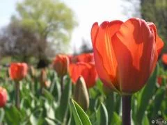 Istanbul, la tête dans les tulipes