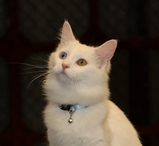 Le plus beau chat du monde est un chat Turc