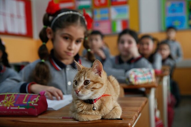 Ce chat est entré dans une classe turque et a décidé de ne plus en partir