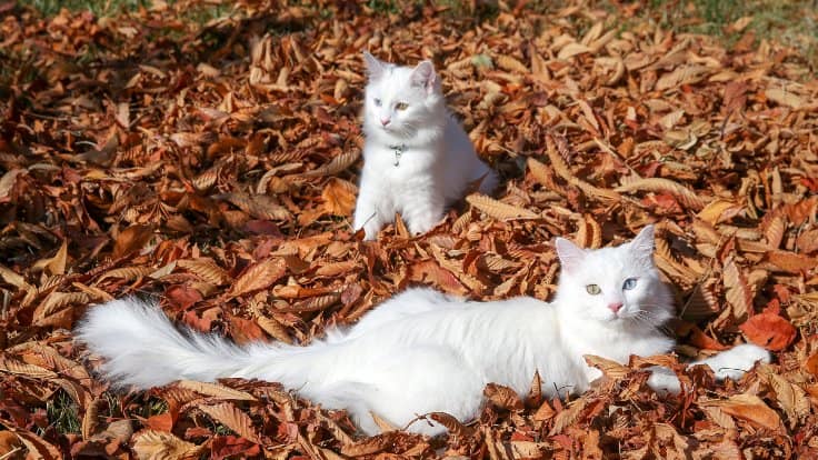 Le plus beau chat du monde est un chat Turc