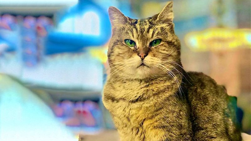GLI le chat de Sainte-Sophie