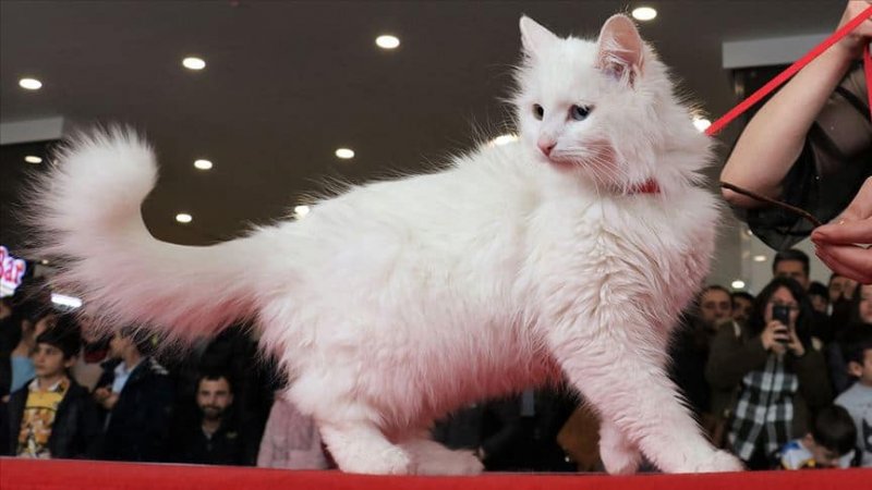 Le plus beau chat du monde est un chat Turc