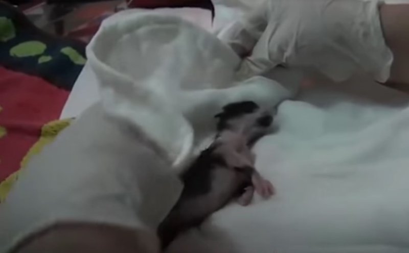 Naissance d'un chaton dans un hôpital à Istanbul